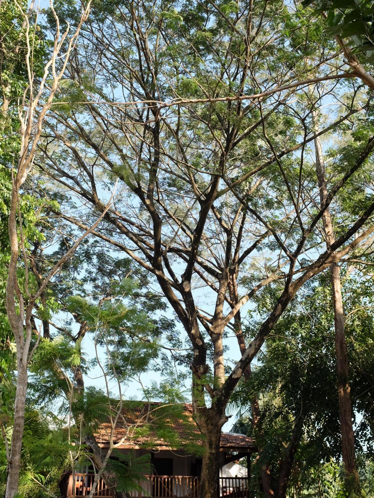 Rumah Jah Langkawi Pantai Cenang  Bagian luar foto
